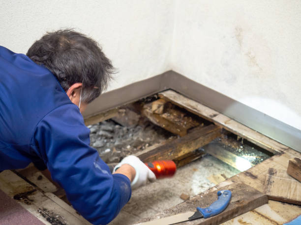 Best Attic Mold Remediation in Beverly Hills, MI