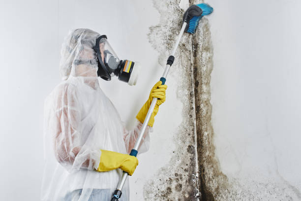 Best Mold Testing and Inspection Services in Beverly Hills, MI