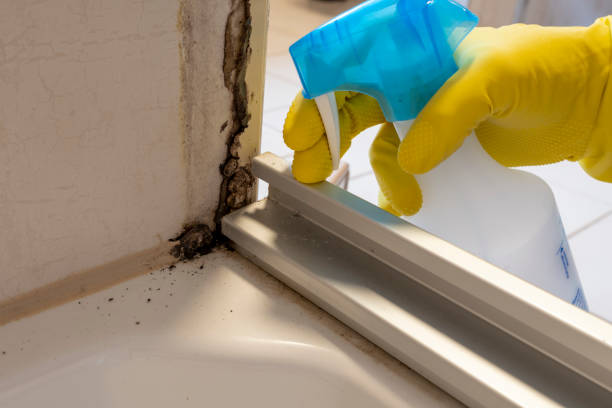 Best Black Mold Remediation in Beverly Hills, MI