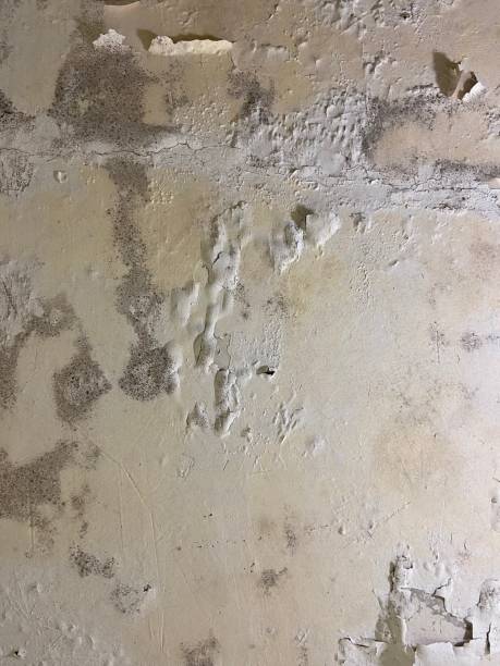 Best Post-Flood Mold Remediation in Beverly Hills, MI
