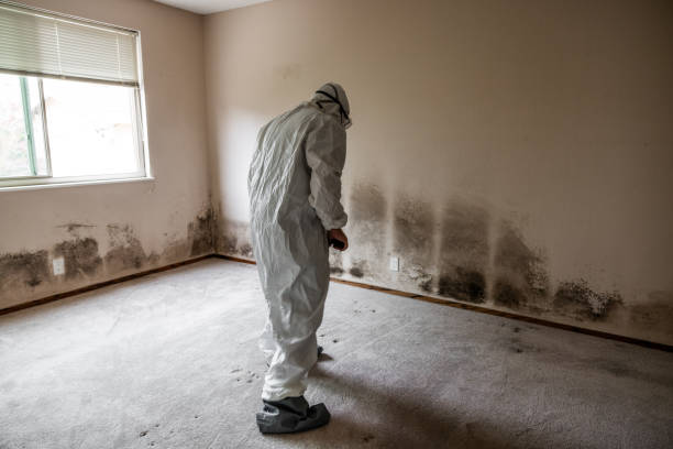 Best White Mold Remediation in Beverly Hills, MI